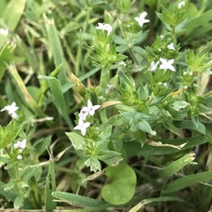 Sherardia arvensis