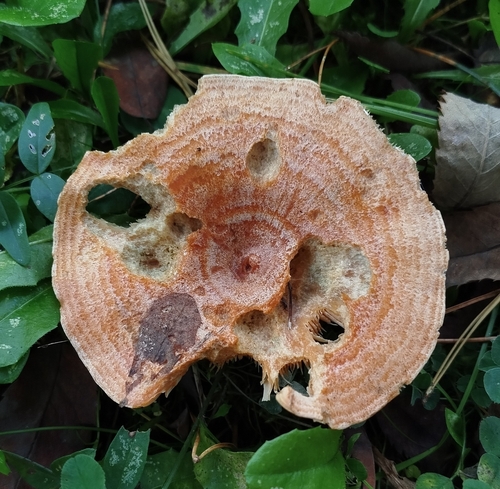 saffron milkcap