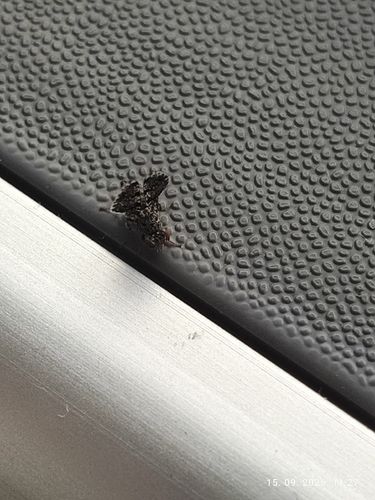 Peacock Fly