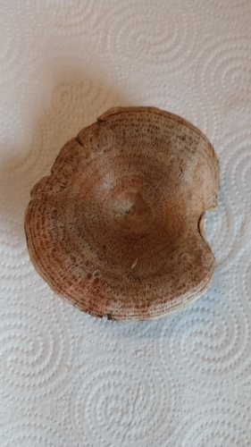 saffron milkcap