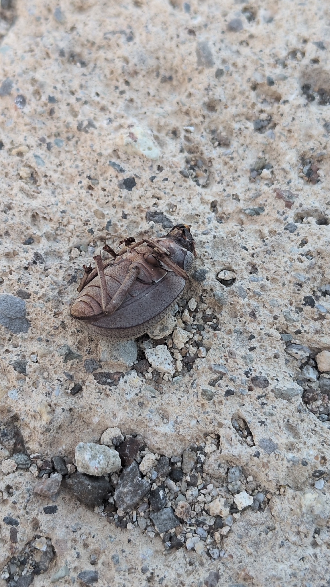 Pimelia canariensis