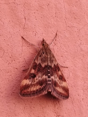 Straw-barred Pearl