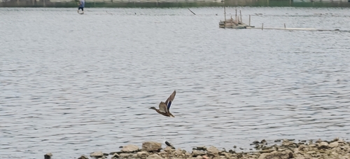 Mallard