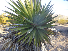 Yucca valida