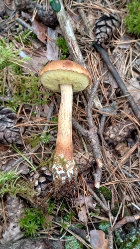 Aureoboletus projectellus