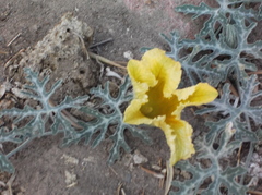 Cucurbita cordata