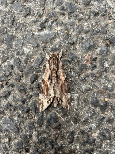 Convolvulus Hawkmoth