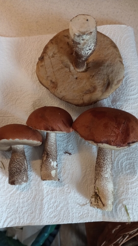 Foxy Bolete