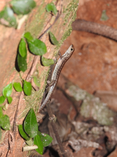 Sphenomorphus simus observed 2026-08-28