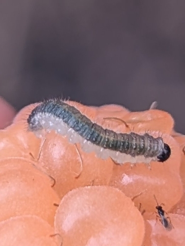 Raspberry Sawfly