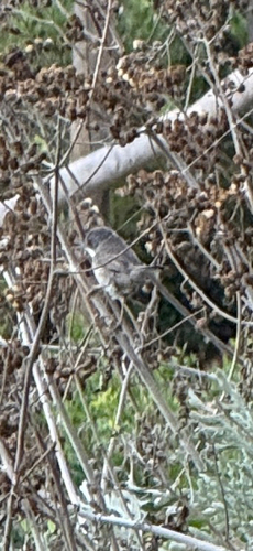 Sardinian Warbler
