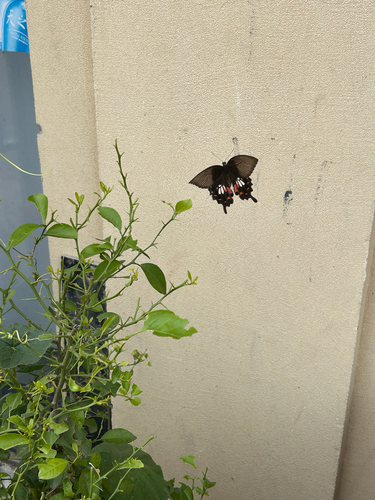 Common Mormon Swallowtail