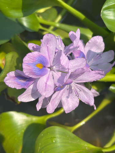 common water hyacinth