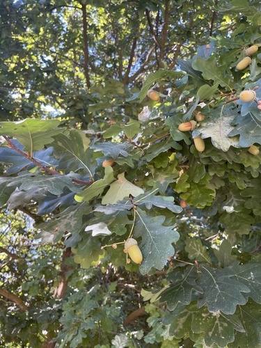 English oak