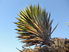 Yucca valida