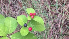 Rauvolfia tetraphylla