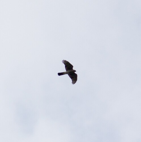 Eurasian Sparrowhawk
