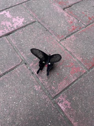 Common Rose Swallowtail