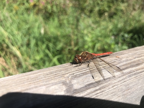 Vagrant Darter