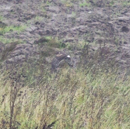 Hen Harrier
