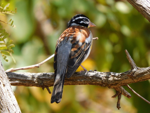 Golden-breasted Bunting