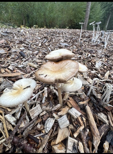 wrinkled fieldcap