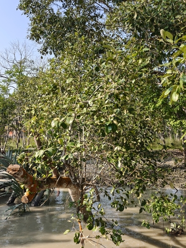 Avicennia officinalis observed 2026-09-15