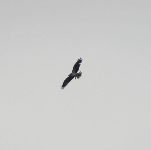 Osprey