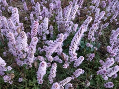 Psylliostachys spicata