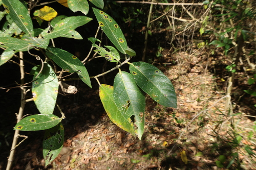 Ficus opposita, photograph 3