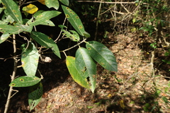 Ficus opposita, photograph (c) Greg Tasney, some rights reserved (CC BY-SA)