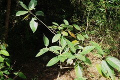 Ficus opposita, photograph (c) Greg Tasney, some rights reserved (CC BY-SA)