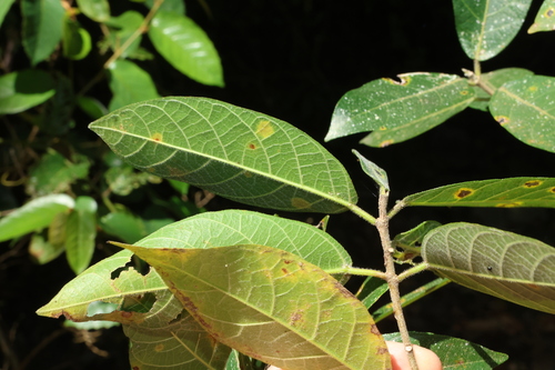 Ficus opposita, photograph 4