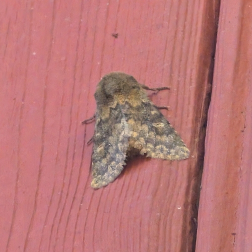 Brindled Ochre