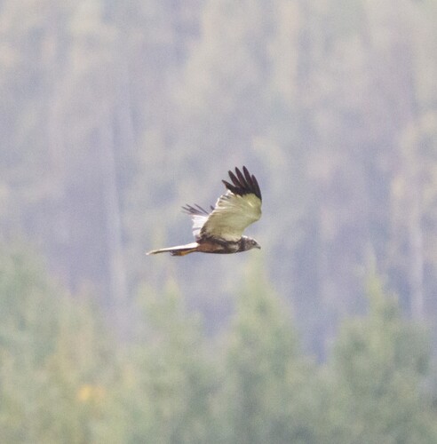Western Marsh Harrier