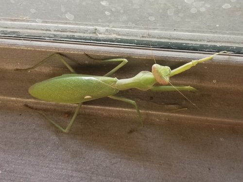 Giant African Mantis