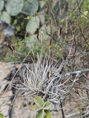 Tillandsia recurvata, photograph (c) Erick Vélez Sánchez, some rights reserved (CC BY)