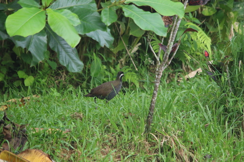 Gallirallus torquatus