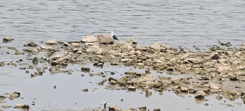 Black-winged Stilt