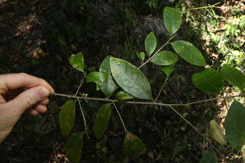 Cleistanthus observed 2026-09-15