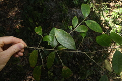 Cleistanthus cunninghamii, photograph (c) Greg Tasney, some rights reserved (CC BY-SA)