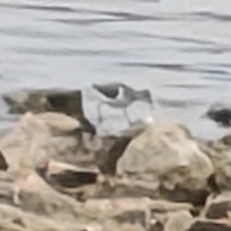 Common Sandpiper