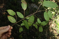 Cleistanthus cunninghamii, photograph (c) Greg Tasney, some rights reserved (CC BY-SA)