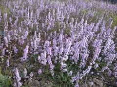 Psylliostachys spicata