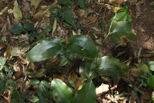 Smilax australis, photograph 3