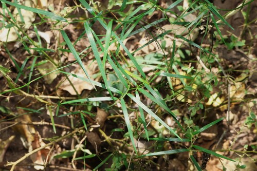 Geitonoplesium cymosum, photograph 6