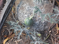 Cucurbita cordata