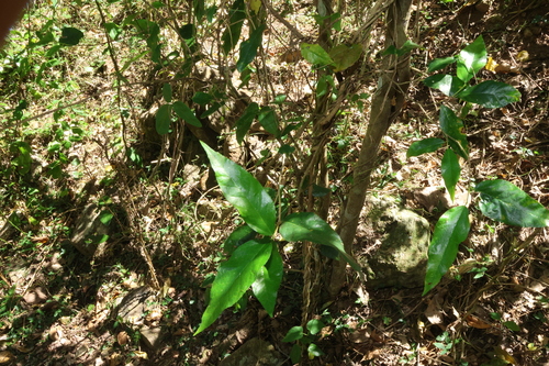 Paratrophis pendulina, photograph 6
