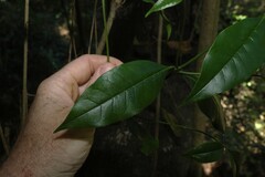 Olea paniculata