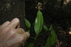 Olea paniculata, photograph (c) Greg Tasney, some rights reserved (CC BY-SA)